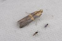 Oxybia transversella
