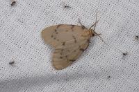 Paidia rica