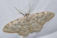 Idaea alyssumata/typicata