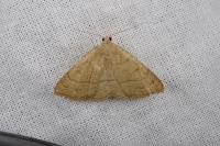 Paracolax tristalis