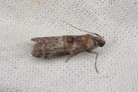 Phycita roborella