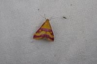 Pyrausta sanguinalis