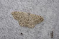 Scopula marginepunctata