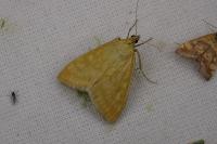 Sitochroa verticalis