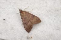 Uresiphita gilvata