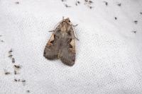 Xestia c-nigrum