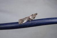 Acrobasis legatea