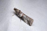 Acrobasis legatea