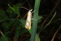 Catoptria pinella