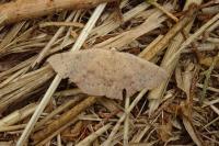 Cyclophora puppillaria