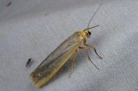 Manulea complana