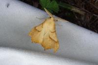 Ennomos fuscantaria