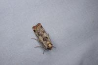 Epilecta linogrisea