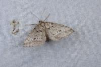 Eumannia oranaria