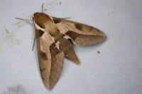 Hyles nicaea