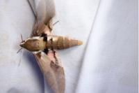 Hyles nicaea