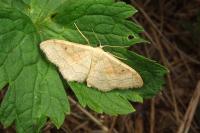 Idaea rubraria