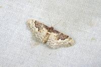 Idaea rusticata