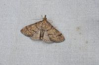 Metasia cuencalis bourgognei