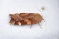 Noctua fimbriata
