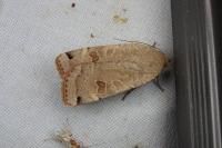 Noctua orbona