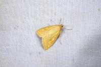 Sitochroa verticalis