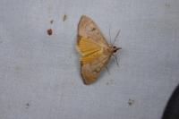 Uresiphita gilvata