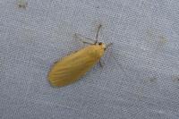 Wittia sororcula