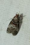 Acrobasis advenella