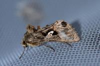 Autographa gamma