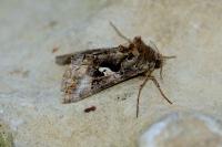 Autographa gamma