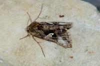 Autographa gamma