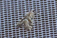 Parapoynx stratiotata