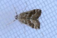 Parapoynx stratiotata