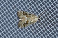 Parapoynx stratiotata