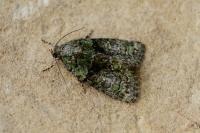 Cryphia algae
