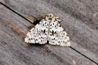 Lymantria monacha