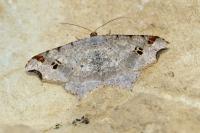 Macaria alternata