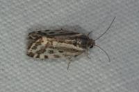 Emmelia trabealis
