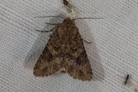 Anarta pugnax