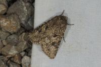 Anarta pugnax