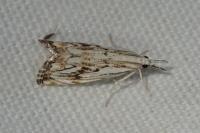 Catoptria falsella