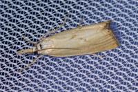 Xanthocrambus caducellus
