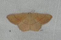Cyclophora suppunctaria