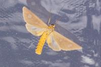 Dysauxes famula