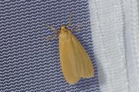 Wittia sororcula