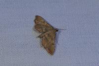 Endotricha flammealis