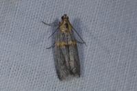 Etiella zinckenella