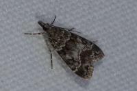 Eudonia mercurella