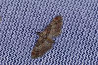 Gymnoscelis rufifasciata